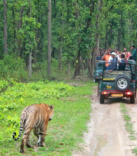 Bandipur Tiger Safari, Nilgiris, Tamil Nadu - Vushii.com Bandipur Tiger Safari, Nilgiris, Tamil Nadu - Vushii.com